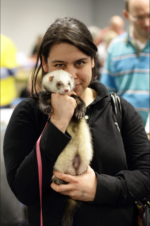 Dit zijn foto's gemaakt op de tweede N.K.V. Bokaal, gehouden op 1 december 2013. Er waren meer dan 250 knaagdieren ingeschreven. Bijzondere variaties zoals gerbil rex, gerbil schimmel, Syrische hamster wit met vleeskleurige oren en Degoes in de kleur Sandy.
