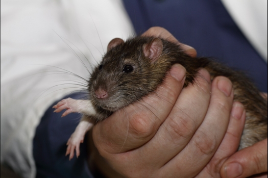 Dit zijn foto's gemaakt op de derde N.K.V. Bokaal, gehouden op 13 april 2014. Er waren bijna 400 knaagdieren ingeschreven.
