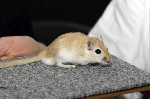 Dit zijn foto's gemaakt op de derde N.K.V. Bokaal, gehouden op 13 april 2014. Er waren bijna 400 knaagdieren ingeschreven.
