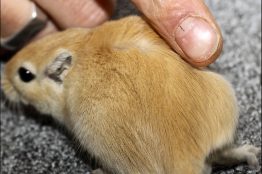 Dit zijn foto's gemaakt op de derde N.K.V. Bokaal, gehouden op 13 april 2014. Er waren bijna 400 knaagdieren ingeschreven.
