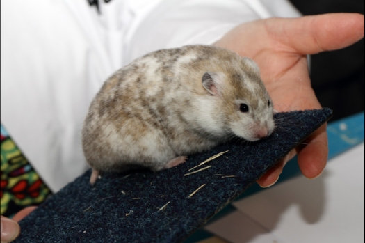 Dit zijn foto's gemaakt op de vierde N.K.V. Bokaal, gehouden op 7 december 2014. Er waren ruim 225 knaagdieren ingeschreven, echter door ziekte waren aantal inzenders niet aanwezig. 
