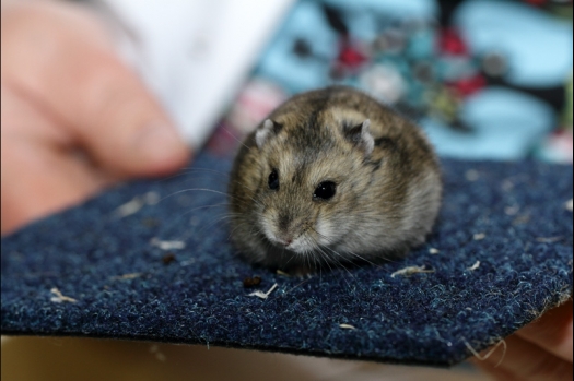 Dit zijn foto's gemaakt op de vierde N.K.V. Bokaal, gehouden op 7 december 2014. Er waren ruim 225 knaagdieren ingeschreven, echter door ziekte waren aantal inzenders niet aanwezig. 
