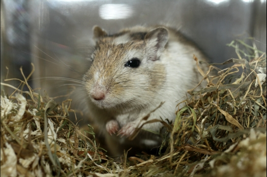 Dit zijn foto's gemaakt op de vierde N.K.V. Bokaal, gehouden op 7 december 2014. Er waren ruim 225 knaagdieren ingeschreven, echter door ziekte waren aantal inzenders niet aanwezig. 
