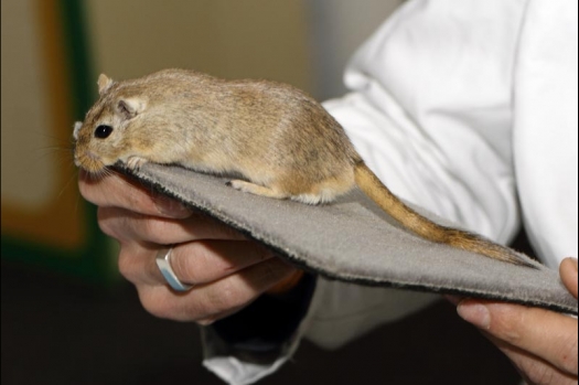 Dit zijn foto's gemaakt op de vijfde N.K.V. Bokaal, gehouden op 12 april 2015. Er waren ruim 260 knaagdieren ingeschreven. Op de foto's staan dit keer meer tamme ratten. De eerste keer dat ik Aly Bennink ratten zag keuren. De foto's zijn erg mooi geworden! Een Lakenvelder met gekleurde poten, rex gerbils, BEW rat, verkeerd gekleurde BEW wat ook wel BEC genoemd wordt. Helemaal top!
