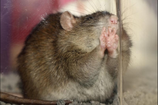 Dit zijn foto's gemaakt op de vijfde N.K.V. Bokaal, gehouden op 12 april 2015. Er waren ruim 260 knaagdieren ingeschreven. Op de foto's staan dit keer meer tamme ratten. De eerste keer dat ik Aly Bennink ratten zag keuren. De foto's zijn erg mooi geworden! Een Lakenvelder met gekleurde poten, rex gerbils, BEW rat, verkeerd gekleurde BEW wat ook wel BEC genoemd wordt. Helemaal top!
