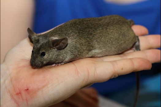 Dit zijn foto's gemaakt op de vijfde N.K.V. Bokaal, gehouden op 12 april 2015. Er waren ruim 260 knaagdieren ingeschreven. Op de foto's staan dit keer meer tamme ratten. De eerste keer dat ik Aly Bennink ratten zag keuren. De foto's zijn erg mooi geworden! Een Lakenvelder met gekleurde poten, rex gerbils, BEW rat, verkeerd gekleurde BEW wat ook wel BEC genoemd wordt. Helemaal top!
