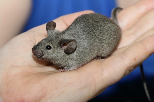 Dit zijn foto's gemaakt op de vijfde N.K.V. Bokaal, gehouden op 12 april 2015. Er waren ruim 260 knaagdieren ingeschreven. Op de foto's staan dit keer meer tamme ratten. De eerste keer dat ik Aly Bennink ratten zag keuren. De foto's zijn erg mooi geworden! Een Lakenvelder met gekleurde poten, rex gerbils, BEW rat, verkeerd gekleurde BEW wat ook wel BEC genoemd wordt. Helemaal top!
