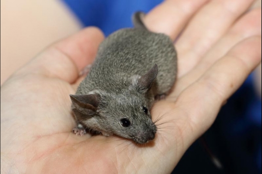 Dit zijn foto's gemaakt op de vijfde N.K.V. Bokaal, gehouden op 12 april 2015. Er waren ruim 260 knaagdieren ingeschreven. Op de foto's staan dit keer meer tamme ratten. De eerste keer dat ik Aly Bennink ratten zag keuren. De foto's zijn erg mooi geworden! Een Lakenvelder met gekleurde poten, rex gerbils, BEW rat, verkeerd gekleurde BEW wat ook wel BEC genoemd wordt. Helemaal top!
