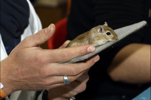 Dit zijn foto's gemaakt op de vijfde N.K.V. Bokaal, gehouden op 12 april 2015. Er waren ruim 260 knaagdieren ingeschreven. Op de foto's staan dit keer meer tamme ratten. De eerste keer dat ik Aly Bennink ratten zag keuren. De foto's zijn erg mooi geworden! Een Lakenvelder met gekleurde poten, rex gerbils, BEW rat, verkeerd gekleurde BEW wat ook wel BEC genoemd wordt. Helemaal top!
