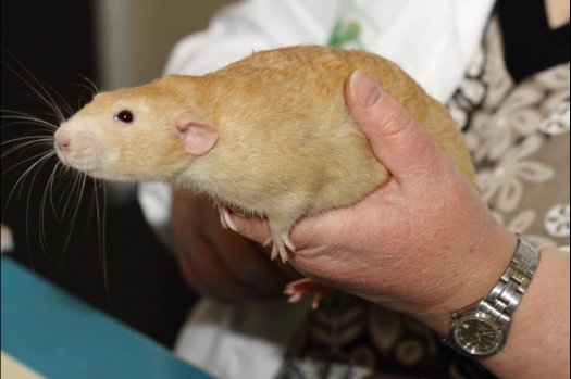 Dit zijn foto's gemaakt op de vijfde N.K.V. Bokaal, gehouden op 12 april 2015. Er waren ruim 260 knaagdieren ingeschreven. Op de foto's staan dit keer meer tamme ratten. De eerste keer dat ik Aly Bennink ratten zag keuren. De foto's zijn erg mooi geworden! Een Lakenvelder met gekleurde poten, rex gerbils, BEW rat, verkeerd gekleurde BEW wat ook wel BEC genoemd wordt. Helemaal top!
