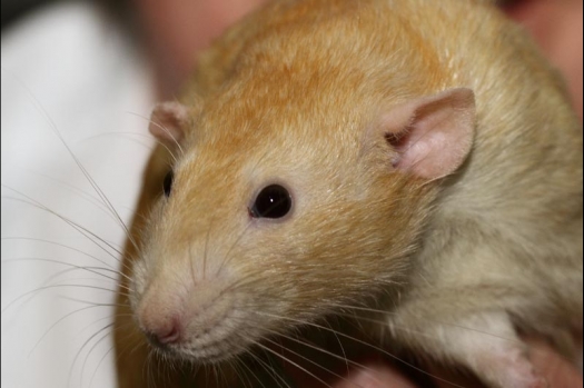 Dit zijn foto's gemaakt op de vijfde N.K.V. Bokaal, gehouden op 12 april 2015. Er waren ruim 260 knaagdieren ingeschreven. Op de foto's staan dit keer meer tamme ratten. De eerste keer dat ik Aly Bennink ratten zag keuren. De foto's zijn erg mooi geworden! Een Lakenvelder met gekleurde poten, rex gerbils, BEW rat, verkeerd gekleurde BEW wat ook wel BEC genoemd wordt. Helemaal top!
