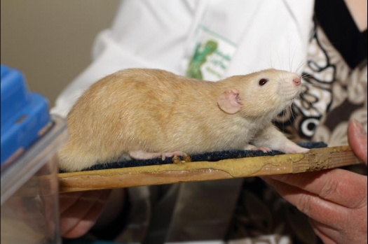 Dit zijn foto's gemaakt op de vijfde N.K.V. Bokaal, gehouden op 12 april 2015. Er waren ruim 260 knaagdieren ingeschreven. Op de foto's staan dit keer meer tamme ratten. De eerste keer dat ik Aly Bennink ratten zag keuren. De foto's zijn erg mooi geworden! Een Lakenvelder met gekleurde poten, rex gerbils, BEW rat, verkeerd gekleurde BEW wat ook wel BEC genoemd wordt. Helemaal top!
