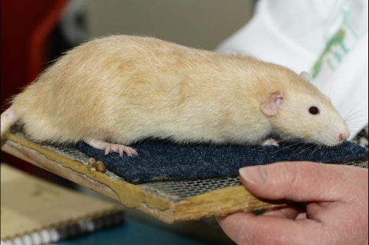 Dit zijn foto's gemaakt op de vijfde N.K.V. Bokaal, gehouden op 12 april 2015. Er waren ruim 260 knaagdieren ingeschreven. Op de foto's staan dit keer meer tamme ratten. De eerste keer dat ik Aly Bennink ratten zag keuren. De foto's zijn erg mooi geworden! Een Lakenvelder met gekleurde poten, rex gerbils, BEW rat, verkeerd gekleurde BEW wat ook wel BEC genoemd wordt. Helemaal top!
