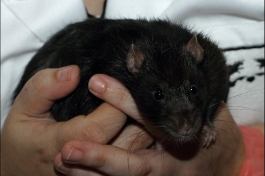 Dit zijn foto's gemaakt op de vijfde N.K.V. Bokaal, gehouden op 12 april 2015. Er waren ruim 260 knaagdieren ingeschreven. Op de foto's staan dit keer meer tamme ratten. De eerste keer dat ik Aly Bennink ratten zag keuren. De foto's zijn erg mooi geworden! Een Lakenvelder met gekleurde poten, rex gerbils, BEW rat, verkeerd gekleurde BEW wat ook wel BEC genoemd wordt. Helemaal top!
