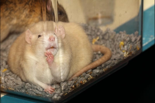 Dit zijn foto's gemaakt op de vijfde N.K.V. Bokaal, gehouden op 12 april 2015. Er waren ruim 260 knaagdieren ingeschreven. Op de foto's staan dit keer meer tamme ratten. De eerste keer dat ik Aly Bennink ratten zag keuren. De foto's zijn erg mooi geworden! Een Lakenvelder met gekleurde poten, rex gerbils, BEW rat, verkeerd gekleurde BEW wat ook wel BEC genoemd wordt. Helemaal top!
