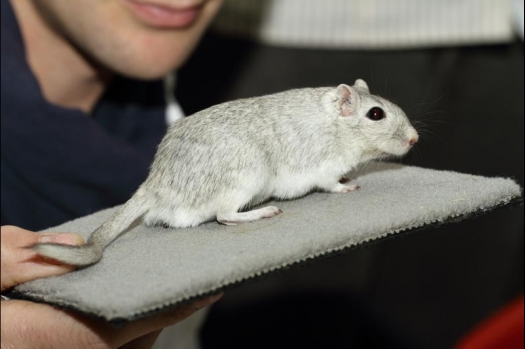 Dit zijn foto's gemaakt op de vijfde N.K.V. Bokaal, gehouden op 12 april 2015. Er waren ruim 260 knaagdieren ingeschreven. Op de foto's staan dit keer meer tamme ratten. De eerste keer dat ik Aly Bennink ratten zag keuren. De foto's zijn erg mooi geworden! Een Lakenvelder met gekleurde poten, rex gerbils, BEW rat, verkeerd gekleurde BEW wat ook wel BEC genoemd wordt. Helemaal top!
