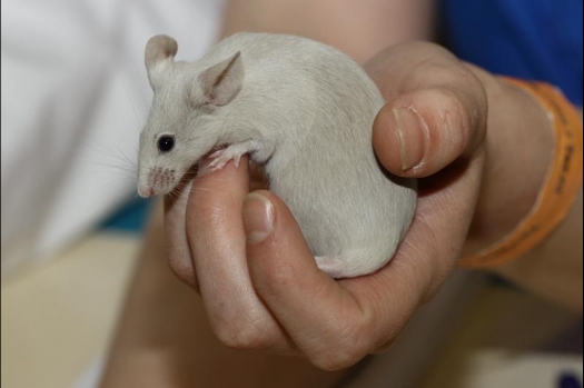 Dit zijn foto's gemaakt op de vijfde N.K.V. Bokaal, gehouden op 12 april 2015. Er waren ruim 260 knaagdieren ingeschreven. Op de foto's staan dit keer meer tamme ratten. De eerste keer dat ik Aly Bennink ratten zag keuren. De foto's zijn erg mooi geworden! Een Lakenvelder met gekleurde poten, rex gerbils, BEW rat, verkeerd gekleurde BEW wat ook wel BEC genoemd wordt. Helemaal top!
