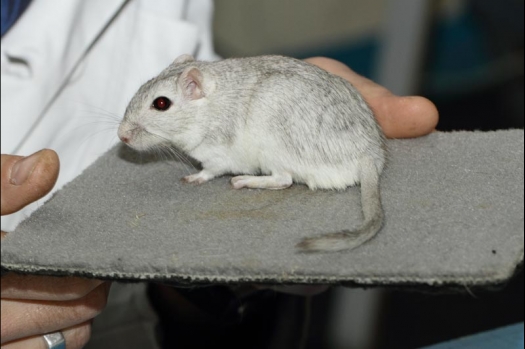 Dit zijn foto's gemaakt op de vijfde N.K.V. Bokaal, gehouden op 12 april 2015. Er waren ruim 260 knaagdieren ingeschreven. Op de foto's staan dit keer meer tamme ratten. De eerste keer dat ik Aly Bennink ratten zag keuren. De foto's zijn erg mooi geworden! Een Lakenvelder met gekleurde poten, rex gerbils, BEW rat, verkeerd gekleurde BEW wat ook wel BEC genoemd wordt. Helemaal top!
