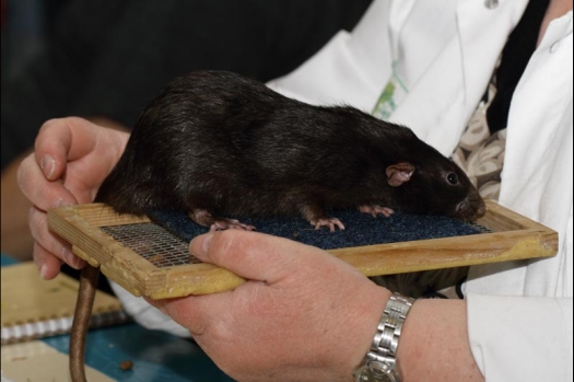 Dit zijn foto's gemaakt op de vijfde N.K.V. Bokaal, gehouden op 12 april 2015. Er waren ruim 260 knaagdieren ingeschreven. Op de foto's staan dit keer meer tamme ratten. De eerste keer dat ik Aly Bennink ratten zag keuren. De foto's zijn erg mooi geworden! Een Lakenvelder met gekleurde poten, rex gerbils, BEW rat, verkeerd gekleurde BEW wat ook wel BEC genoemd wordt. Helemaal top!
