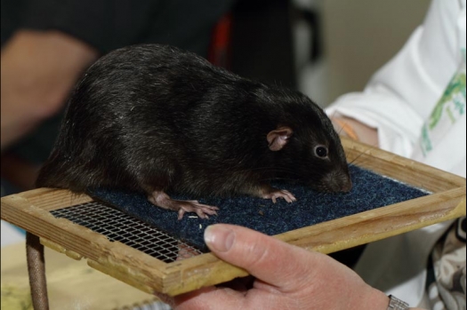 Dit zijn foto's gemaakt op de vijfde N.K.V. Bokaal, gehouden op 12 april 2015. Er waren ruim 260 knaagdieren ingeschreven. Op de foto's staan dit keer meer tamme ratten. De eerste keer dat ik Aly Bennink ratten zag keuren. De foto's zijn erg mooi geworden! Een Lakenvelder met gekleurde poten, rex gerbils, BEW rat, verkeerd gekleurde BEW wat ook wel BEC genoemd wordt. Helemaal top!
