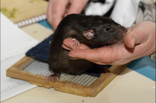 Dit zijn foto's gemaakt op de vijfde N.K.V. Bokaal, gehouden op 12 april 2015. Er waren ruim 260 knaagdieren ingeschreven. Op de foto's staan dit keer meer tamme ratten. De eerste keer dat ik Aly Bennink ratten zag keuren. De foto's zijn erg mooi geworden! Een Lakenvelder met gekleurde poten, rex gerbils, BEW rat, verkeerd gekleurde BEW wat ook wel BEC genoemd wordt. Helemaal top!
