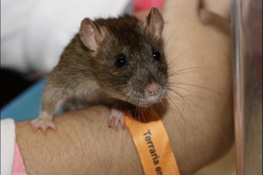 Dit zijn foto's gemaakt op de vijfde N.K.V. Bokaal, gehouden op 12 april 2015. Er waren ruim 260 knaagdieren ingeschreven. Op de foto's staan dit keer meer tamme ratten. De eerste keer dat ik Aly Bennink ratten zag keuren. De foto's zijn erg mooi geworden! Een Lakenvelder met gekleurde poten, rex gerbils, BEW rat, verkeerd gekleurde BEW wat ook wel BEC genoemd wordt. Helemaal top!
