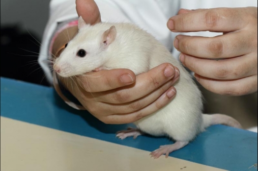 Dit zijn foto's gemaakt op de vijfde N.K.V. Bokaal, gehouden op 12 april 2015. Er waren ruim 260 knaagdieren ingeschreven. Op de foto's staan dit keer meer tamme ratten. De eerste keer dat ik Aly Bennink ratten zag keuren. De foto's zijn erg mooi geworden! Een Lakenvelder met gekleurde poten, rex gerbils, BEW rat, verkeerd gekleurde BEW wat ook wel BEC genoemd wordt. Helemaal top!
