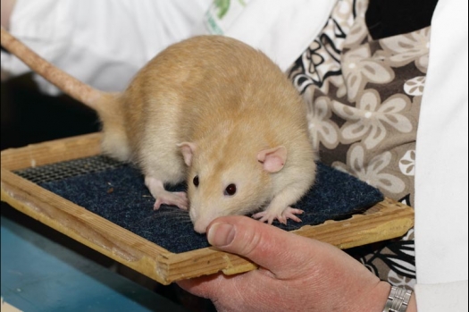 Dit zijn foto's gemaakt op de vijfde N.K.V. Bokaal, gehouden op 12 april 2015. Er waren ruim 260 knaagdieren ingeschreven. Op de foto's staan dit keer meer tamme ratten. De eerste keer dat ik Aly Bennink ratten zag keuren. De foto's zijn erg mooi geworden! Een Lakenvelder met gekleurde poten, rex gerbils, BEW rat, verkeerd gekleurde BEW wat ook wel BEC genoemd wordt. Helemaal top!
