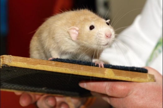 Dit zijn foto's gemaakt op de vijfde N.K.V. Bokaal, gehouden op 12 april 2015. Er waren ruim 260 knaagdieren ingeschreven. Op de foto's staan dit keer meer tamme ratten. De eerste keer dat ik Aly Bennink ratten zag keuren. De foto's zijn erg mooi geworden! Een Lakenvelder met gekleurde poten, rex gerbils, BEW rat, verkeerd gekleurde BEW wat ook wel BEC genoemd wordt. Helemaal top!
