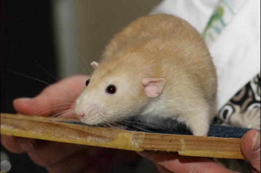 Dit zijn foto's gemaakt op de vijfde N.K.V. Bokaal, gehouden op 12 april 2015. Er waren ruim 260 knaagdieren ingeschreven. Op de foto's staan dit keer meer tamme ratten. De eerste keer dat ik Aly Bennink ratten zag keuren. De foto's zijn erg mooi geworden! Een Lakenvelder met gekleurde poten, rex gerbils, BEW rat, verkeerd gekleurde BEW wat ook wel BEC genoemd wordt. Helemaal top!
