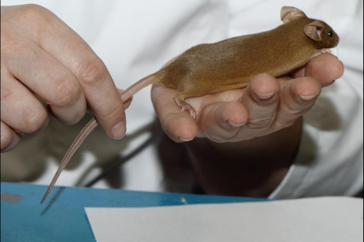 Dit zijn foto's gemaakt op de vijfde N.K.V. Bokaal, gehouden op 12 april 2015. Er waren ruim 260 knaagdieren ingeschreven. Op de foto's staan dit keer meer tamme ratten. De eerste keer dat ik Aly Bennink ratten zag keuren. De foto's zijn erg mooi geworden! Een Lakenvelder met gekleurde poten, rex gerbils, BEW rat, verkeerd gekleurde BEW wat ook wel BEC genoemd wordt. Helemaal top!
