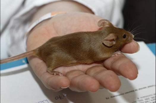 Dit zijn foto's gemaakt op de vijfde N.K.V. Bokaal, gehouden op 12 april 2015. Er waren ruim 260 knaagdieren ingeschreven. Op de foto's staan dit keer meer tamme ratten. De eerste keer dat ik Aly Bennink ratten zag keuren. De foto's zijn erg mooi geworden! Een Lakenvelder met gekleurde poten, rex gerbils, BEW rat, verkeerd gekleurde BEW wat ook wel BEC genoemd wordt. Helemaal top!
