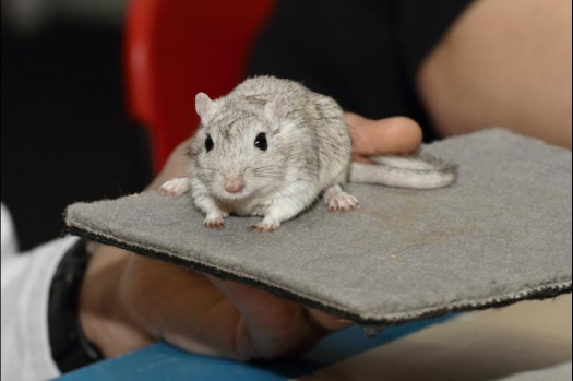 Dit zijn foto's gemaakt op de vijfde N.K.V. Bokaal, gehouden op 12 april 2015. Er waren ruim 260 knaagdieren ingeschreven. Op de foto's staan dit keer meer tamme ratten. De eerste keer dat ik Aly Bennink ratten zag keuren. De foto's zijn erg mooi geworden! Een Lakenvelder met gekleurde poten, rex gerbils, BEW rat, verkeerd gekleurde BEW wat ook wel BEC genoemd wordt. Helemaal top!
