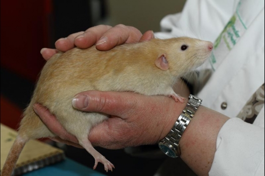 Dit zijn foto's gemaakt op de vijfde N.K.V. Bokaal, gehouden op 12 april 2015. Er waren ruim 260 knaagdieren ingeschreven. Op de foto's staan dit keer meer tamme ratten. De eerste keer dat ik Aly Bennink ratten zag keuren. De foto's zijn erg mooi geworden! Een Lakenvelder met gekleurde poten, rex gerbils, BEW rat, verkeerd gekleurde BEW wat ook wel BEC genoemd wordt. Helemaal top!
