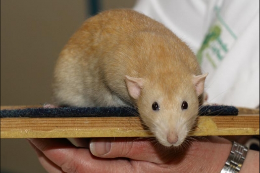 Dit zijn foto's gemaakt op de vijfde N.K.V. Bokaal, gehouden op 12 april 2015. Er waren ruim 260 knaagdieren ingeschreven. Op de foto's staan dit keer meer tamme ratten. De eerste keer dat ik Aly Bennink ratten zag keuren. De foto's zijn erg mooi geworden! Een Lakenvelder met gekleurde poten, rex gerbils, BEW rat, verkeerd gekleurde BEW wat ook wel BEC genoemd wordt. Helemaal top!
