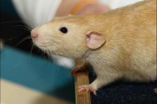 Dit zijn foto's gemaakt op de vijfde N.K.V. Bokaal, gehouden op 12 april 2015. Er waren ruim 260 knaagdieren ingeschreven. Op de foto's staan dit keer meer tamme ratten. De eerste keer dat ik Aly Bennink ratten zag keuren. De foto's zijn erg mooi geworden! Een Lakenvelder met gekleurde poten, rex gerbils, BEW rat, verkeerd gekleurde BEW wat ook wel BEC genoemd wordt. Helemaal top!
