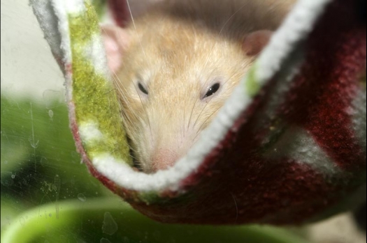 Dit zijn foto's gemaakt op de vijfde N.K.V. Bokaal, gehouden op 12 april 2015. Er waren ruim 260 knaagdieren ingeschreven. Op de foto's staan dit keer meer tamme ratten. De eerste keer dat ik Aly Bennink ratten zag keuren. De foto's zijn erg mooi geworden! Een Lakenvelder met gekleurde poten, rex gerbils, BEW rat, verkeerd gekleurde BEW wat ook wel BEC genoemd wordt. Helemaal top!
