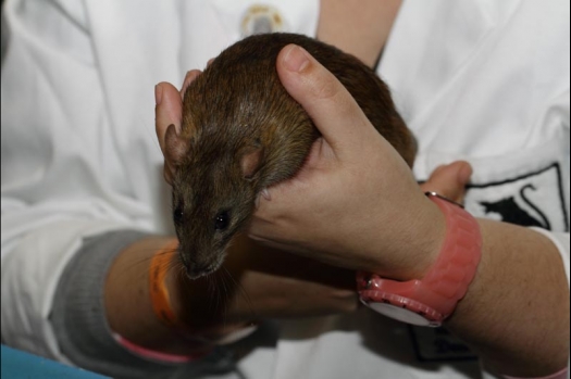 Dit zijn foto's gemaakt op de vijfde N.K.V. Bokaal, gehouden op 12 april 2015. Er waren ruim 260 knaagdieren ingeschreven. Op de foto's staan dit keer meer tamme ratten. De eerste keer dat ik Aly Bennink ratten zag keuren. De foto's zijn erg mooi geworden! Een Lakenvelder met gekleurde poten, rex gerbils, BEW rat, verkeerd gekleurde BEW wat ook wel BEC genoemd wordt. Helemaal top!
