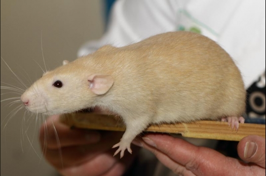 Dit zijn foto's gemaakt op de vijfde N.K.V. Bokaal, gehouden op 12 april 2015. Er waren ruim 260 knaagdieren ingeschreven. Op de foto's staan dit keer meer tamme ratten. De eerste keer dat ik Aly Bennink ratten zag keuren. De foto's zijn erg mooi geworden! Een Lakenvelder met gekleurde poten, rex gerbils, BEW rat, verkeerd gekleurde BEW wat ook wel BEC genoemd wordt. Helemaal top!
