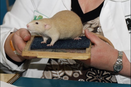 Dit zijn foto's gemaakt op de vijfde N.K.V. Bokaal, gehouden op 12 april 2015. Er waren ruim 260 knaagdieren ingeschreven. Op de foto's staan dit keer meer tamme ratten. De eerste keer dat ik Aly Bennink ratten zag keuren. De foto's zijn erg mooi geworden! Een Lakenvelder met gekleurde poten, rex gerbils, BEW rat, verkeerd gekleurde BEW wat ook wel BEC genoemd wordt. Helemaal top!
