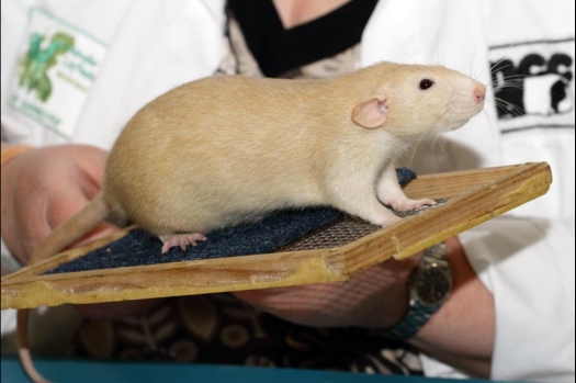 Dit zijn foto's gemaakt op de vijfde N.K.V. Bokaal, gehouden op 12 april 2015. Er waren ruim 260 knaagdieren ingeschreven. Op de foto's staan dit keer meer tamme ratten. De eerste keer dat ik Aly Bennink ratten zag keuren. De foto's zijn erg mooi geworden! Een Lakenvelder met gekleurde poten, rex gerbils, BEW rat, verkeerd gekleurde BEW wat ook wel BEC genoemd wordt. Helemaal top!
