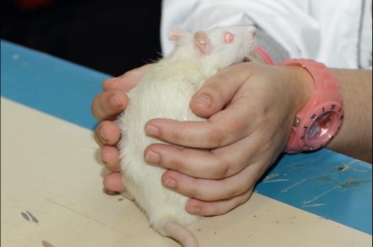 Dit zijn foto's gemaakt op de vijfde N.K.V. Bokaal, gehouden op 12 april 2015. Er waren ruim 260 knaagdieren ingeschreven. Op de foto's staan dit keer meer tamme ratten. De eerste keer dat ik Aly Bennink ratten zag keuren. De foto's zijn erg mooi geworden! Een Lakenvelder met gekleurde poten, rex gerbils, BEW rat, verkeerd gekleurde BEW wat ook wel BEC genoemd wordt. Helemaal top!
