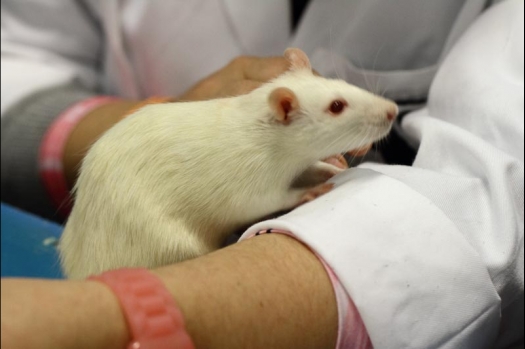 Dit zijn foto's gemaakt op de vijfde N.K.V. Bokaal, gehouden op 12 april 2015. Er waren ruim 260 knaagdieren ingeschreven. Op de foto's staan dit keer meer tamme ratten. De eerste keer dat ik Aly Bennink ratten zag keuren. De foto's zijn erg mooi geworden! Een Lakenvelder met gekleurde poten, rex gerbils, BEW rat, verkeerd gekleurde BEW wat ook wel BEC genoemd wordt. Helemaal top!
