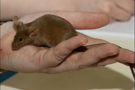 Dit zijn foto's gemaakt op de vijfde N.K.V. Bokaal, gehouden op 12 april 2015. Er waren ruim 260 knaagdieren ingeschreven. Op de foto's staan dit keer meer tamme ratten. De eerste keer dat ik Aly Bennink ratten zag keuren. De foto's zijn erg mooi geworden! Een Lakenvelder met gekleurde poten, rex gerbils, BEW rat, verkeerd gekleurde BEW wat ook wel BEC genoemd wordt. Helemaal top!
