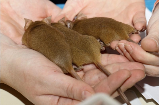 Dit zijn foto's gemaakt op de vijfde N.K.V. Bokaal, gehouden op 12 april 2015. Er waren ruim 260 knaagdieren ingeschreven. Op de foto's staan dit keer meer tamme ratten. De eerste keer dat ik Aly Bennink ratten zag keuren. De foto's zijn erg mooi geworden! Een Lakenvelder met gekleurde poten, rex gerbils, BEW rat, verkeerd gekleurde BEW wat ook wel BEC genoemd wordt. Helemaal top!
