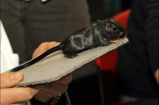 Dit zijn foto's gemaakt op de vijfde N.K.V. Bokaal, gehouden op 12 april 2015. Er waren ruim 260 knaagdieren ingeschreven. Op de foto's staan dit keer meer tamme ratten. De eerste keer dat ik Aly Bennink ratten zag keuren. De foto's zijn erg mooi geworden! Een Lakenvelder met gekleurde poten, rex gerbils, BEW rat, verkeerd gekleurde BEW wat ook wel BEC genoemd wordt. Helemaal top!
