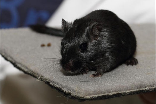 Dit zijn foto's gemaakt op de vijfde N.K.V. Bokaal, gehouden op 12 april 2015. Er waren ruim 260 knaagdieren ingeschreven. Op de foto's staan dit keer meer tamme ratten. De eerste keer dat ik Aly Bennink ratten zag keuren. De foto's zijn erg mooi geworden! Een Lakenvelder met gekleurde poten, rex gerbils, BEW rat, verkeerd gekleurde BEW wat ook wel BEC genoemd wordt. Helemaal top!
