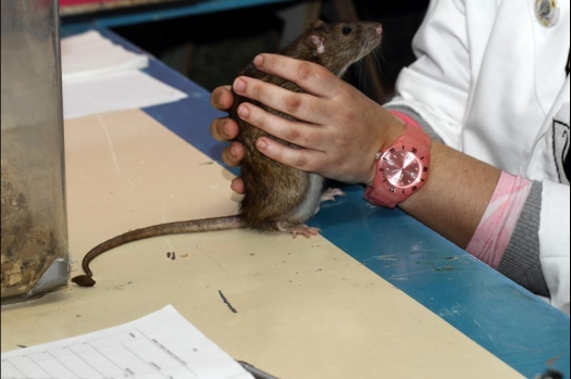 Dit zijn foto's gemaakt op de vijfde N.K.V. Bokaal, gehouden op 12 april 2015. Er waren ruim 260 knaagdieren ingeschreven. Op de foto's staan dit keer meer tamme ratten. De eerste keer dat ik Aly Bennink ratten zag keuren. De foto's zijn erg mooi geworden! Een Lakenvelder met gekleurde poten, rex gerbils, BEW rat, verkeerd gekleurde BEW wat ook wel BEC genoemd wordt. Helemaal top!
