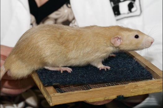 Dit zijn foto's gemaakt op de vijfde N.K.V. Bokaal, gehouden op 12 april 2015. Er waren ruim 260 knaagdieren ingeschreven. Op de foto's staan dit keer meer tamme ratten. De eerste keer dat ik Aly Bennink ratten zag keuren. De foto's zijn erg mooi geworden! Een Lakenvelder met gekleurde poten, rex gerbils, BEW rat, verkeerd gekleurde BEW wat ook wel BEC genoemd wordt. Helemaal top!
