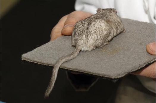 Dit zijn foto's gemaakt op de vijfde N.K.V. Bokaal, gehouden op 12 april 2015. Er waren ruim 260 knaagdieren ingeschreven. Op de foto's staan dit keer meer tamme ratten. De eerste keer dat ik Aly Bennink ratten zag keuren. De foto's zijn erg mooi geworden! Een Lakenvelder met gekleurde poten, rex gerbils, BEW rat, verkeerd gekleurde BEW wat ook wel BEC genoemd wordt. Helemaal top!
